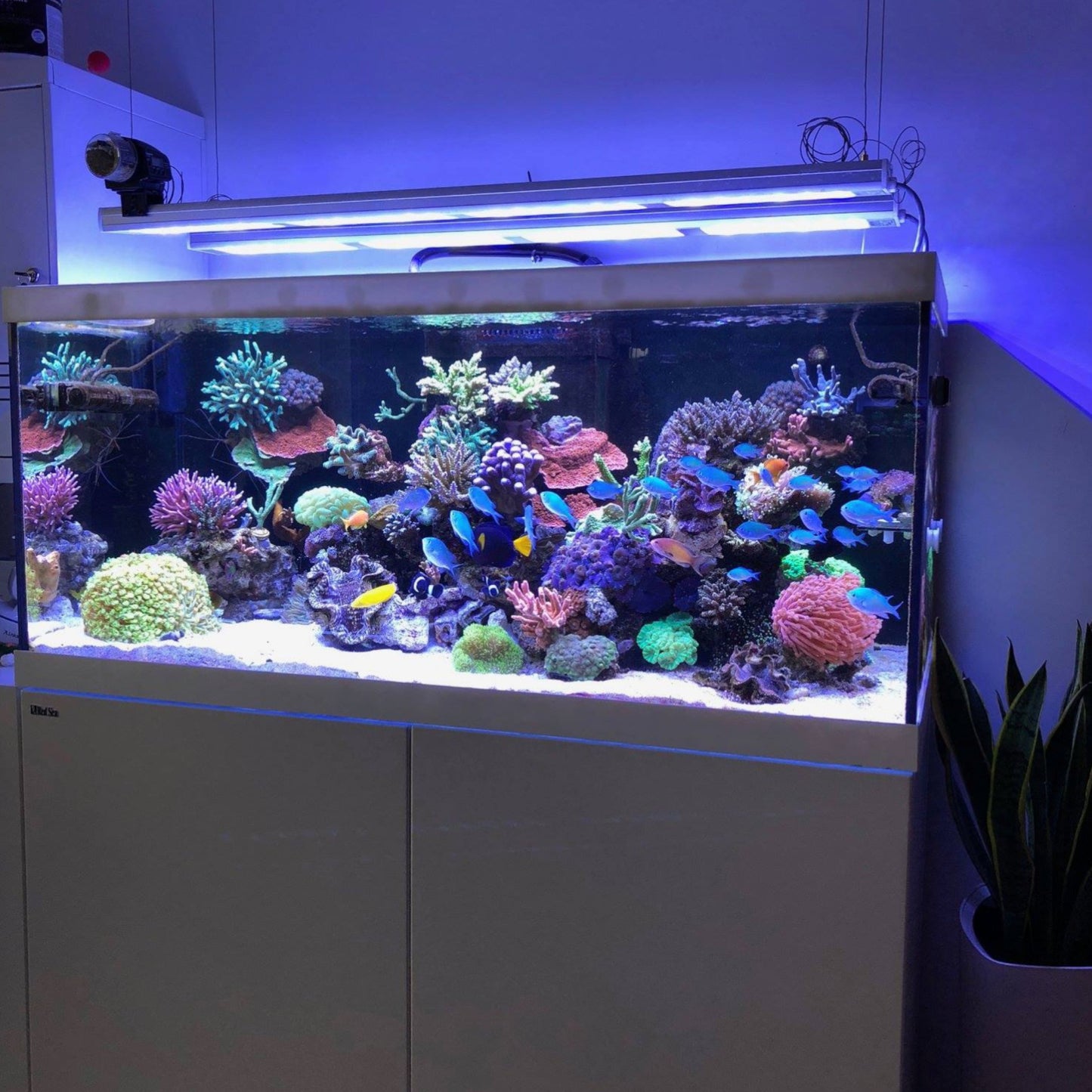 Gleichmäßige LED-Anordnung verhindert Hotspots und Schattenbildung im Aquarium