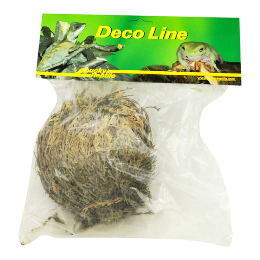 LUCKY REPTILE ROSE OF JERICHO