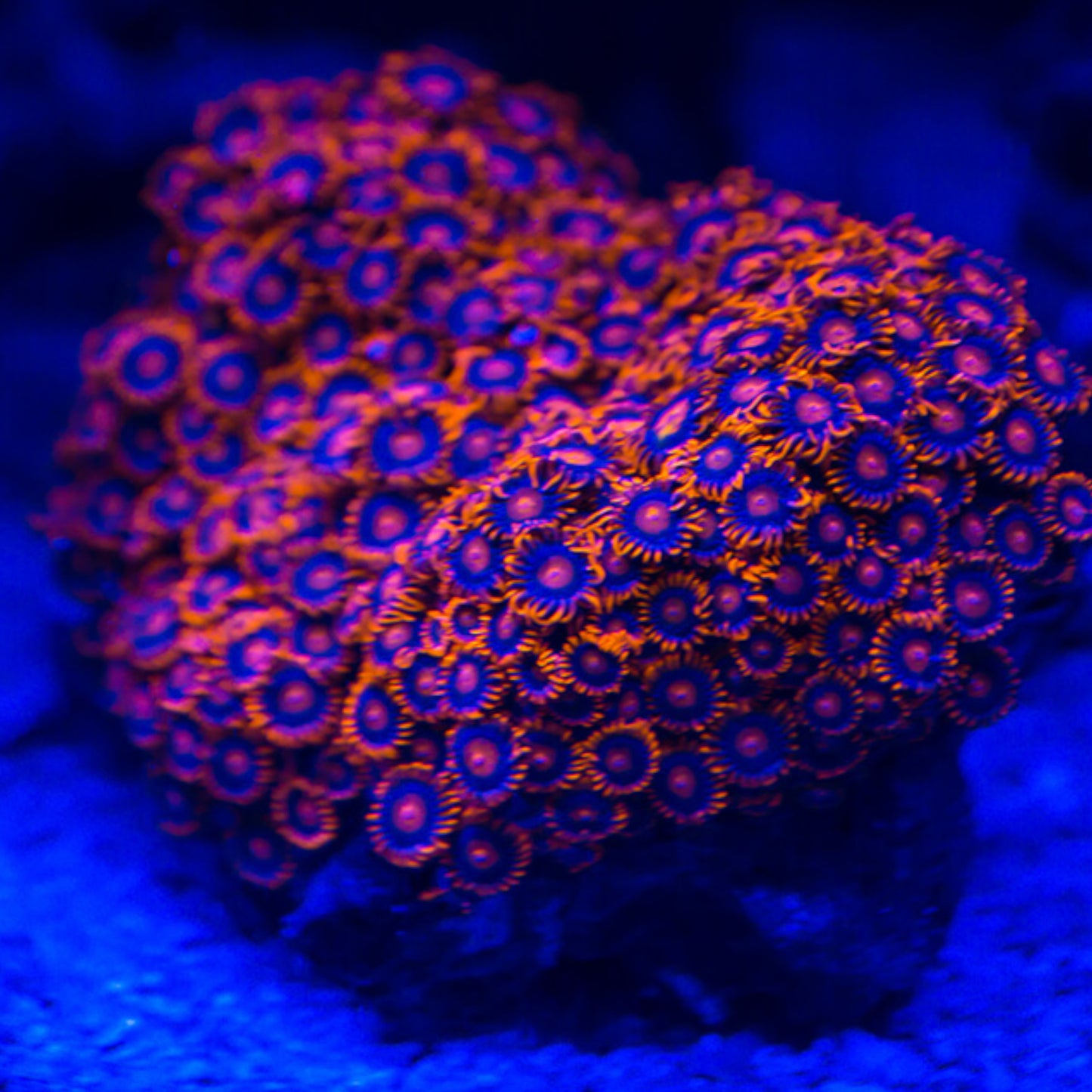 aquaBAR HighColor+ – Die innovative LED-Aquarienbeleuchtung fürs Meerwasseraquarium - AQUAWORLD.AT
