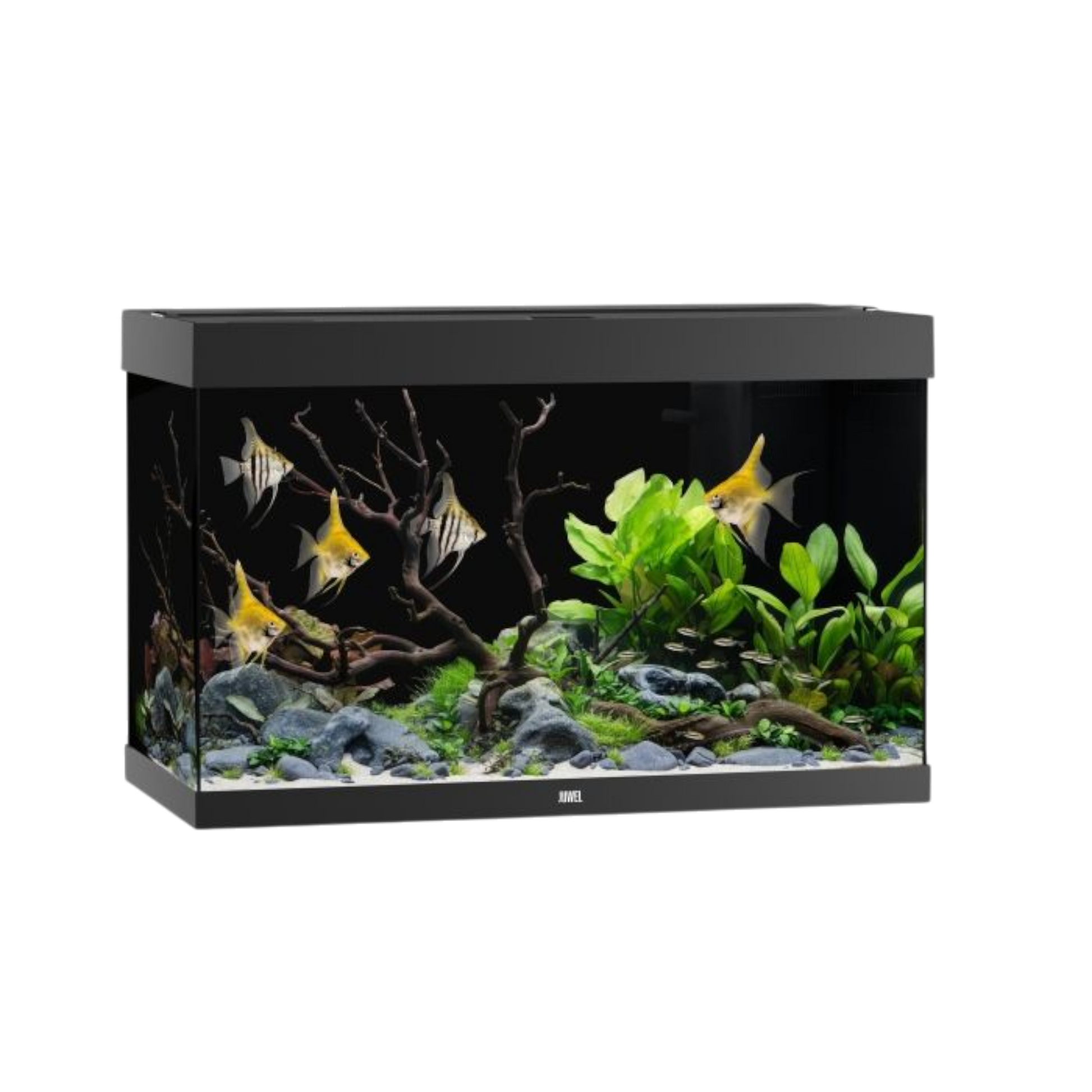 Juwel Aquarium RIO 290 LED – Eleganz und Innovation für Ihre Unterwasserwelt - AQUAWORLD.AT