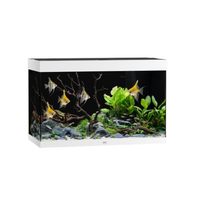 Juwel Aquarium RIO 290 LED – Eleganz und Innovation für Ihre Unterwasserwelt - AQUAWORLD.AT