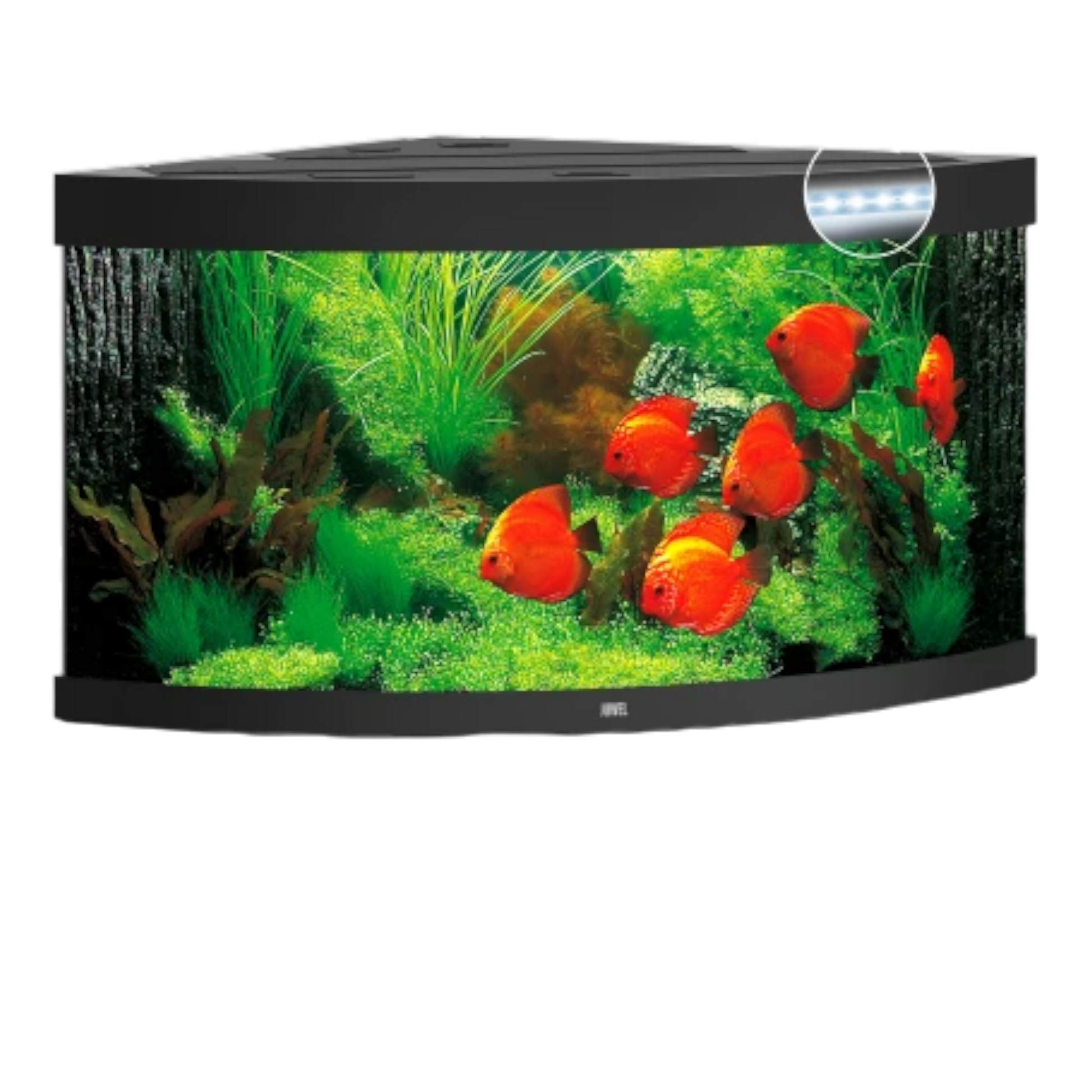 Juwel Trigon 350 LED – Eck-Aquarium mit Tiefe - AQUAWORLD.AT, Erfolgreich durch Fachliche Beratung