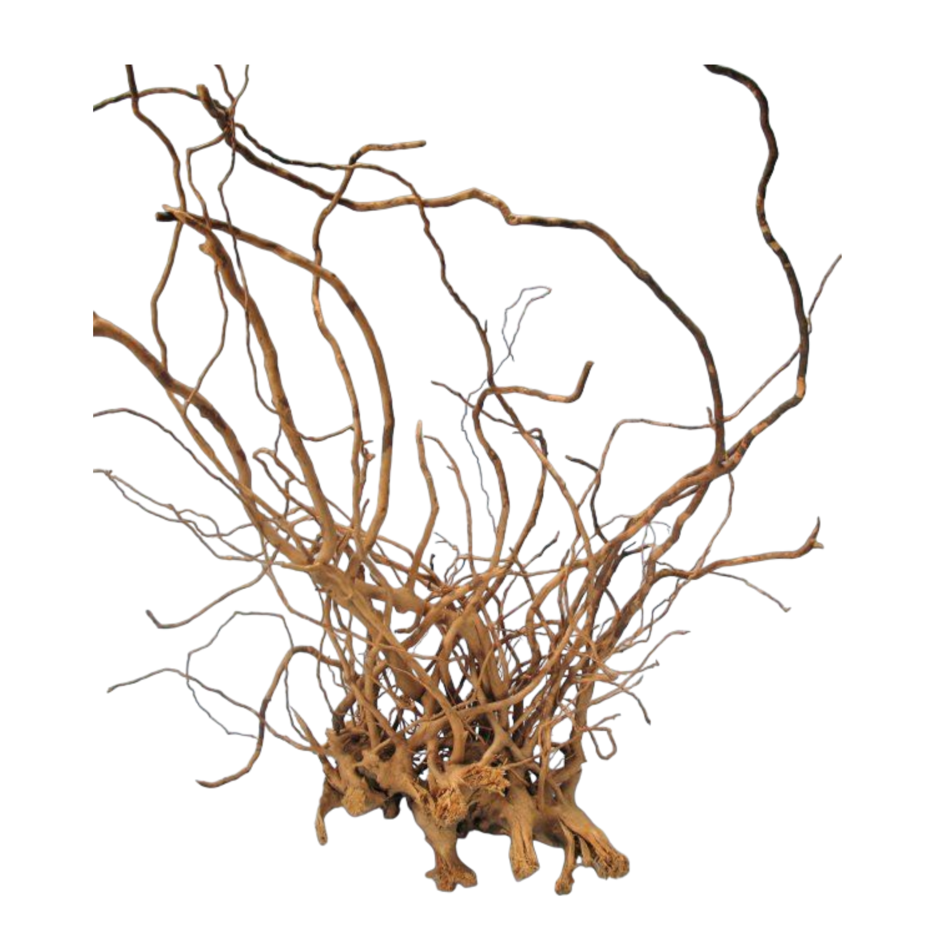 Finger-Wurzel X-Large 50-70 cm: Natürliche Dekoration - AQUAWORLD.AT, Erfolgreich durch Fachliche Beratung