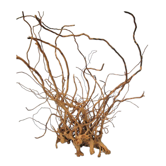 Finger-Wurzel X-Large 50-70 cm: Natürliche Dekoration - AQUAWORLD.AT, Erfolgreich durch Fachliche Beratung