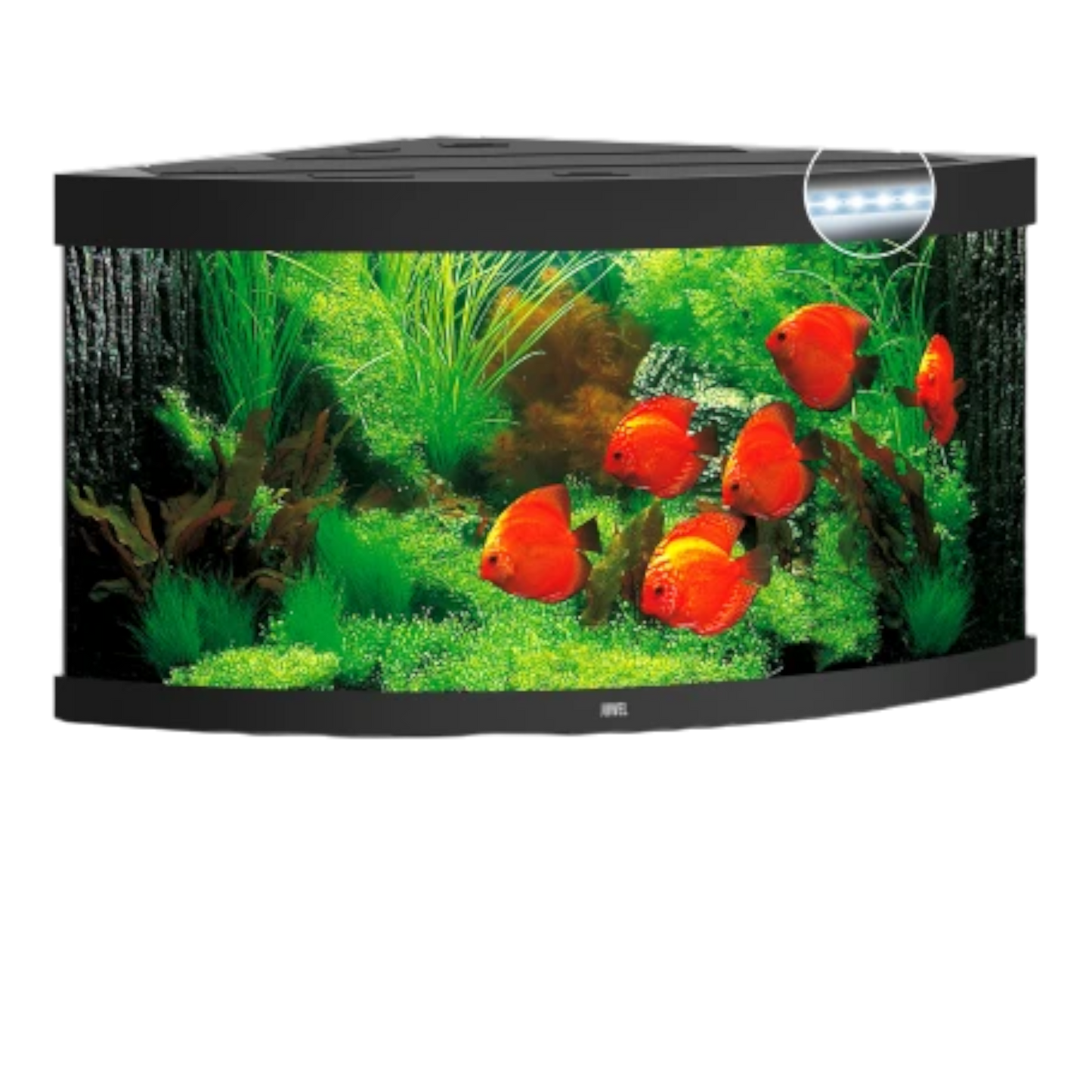Juwel Trigon 350 LED – Eck-Aquarium mit Tiefe - AQUAWORLD.AT, Erfolgreich durch Fachliche Beratung