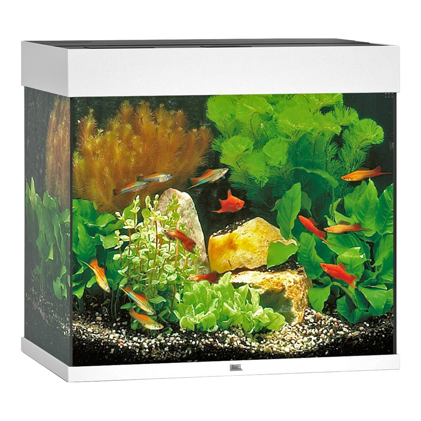 JUWEL LIDO 200 LED Aquarium – Kubisches Design - AQUAWORLD.AT, Erfolgreich durch Fachliche Beratung