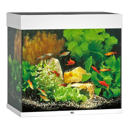 JUWEL LIDO 200 LED Aquarium – Kubisches Design - AQUAWORLD.AT, Erfolgreich durch Fachliche Beratung