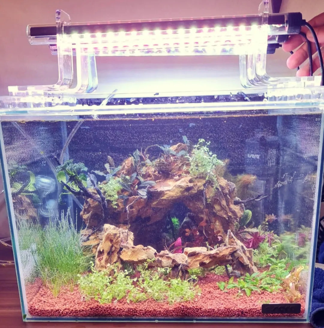 sera LedXchange, scaper Cube, Nanoaquarium, Beta , Kampffisch, Amanogarnele, Neocaridina, Sacura red