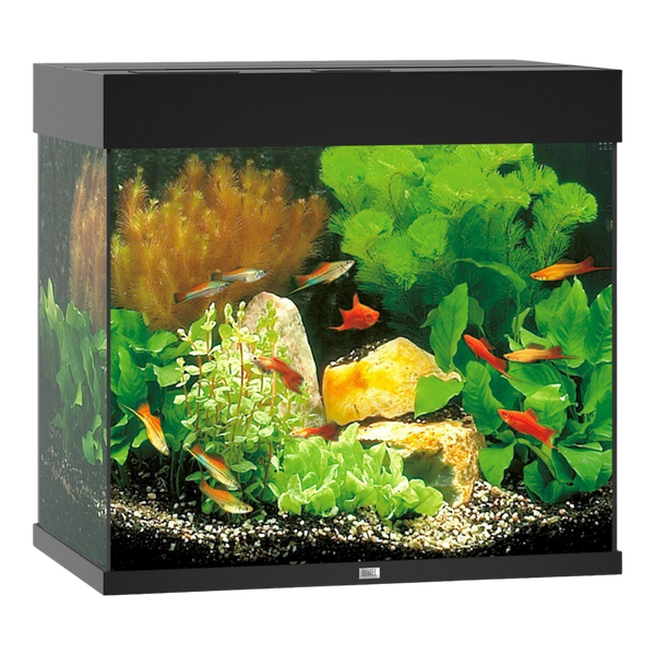 JUWEL LIDO 120 LED Aquarium – Stilvoll und Kompakt